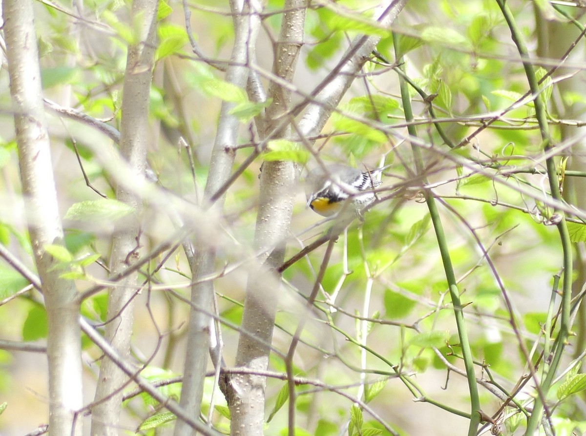 Yellow-throated Warbler - ML618636473