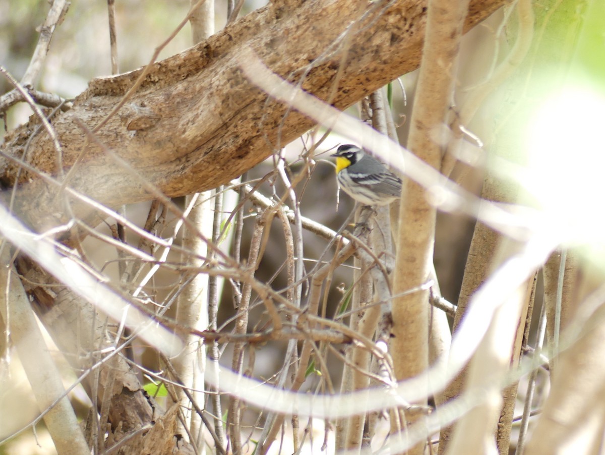 Yellow-throated Warbler - ML618636475