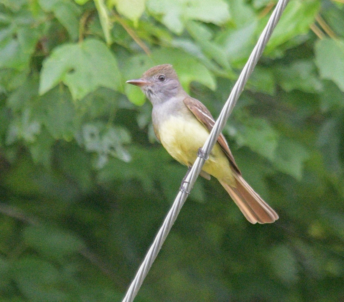 Great Crested Flycatcher - ML618636491