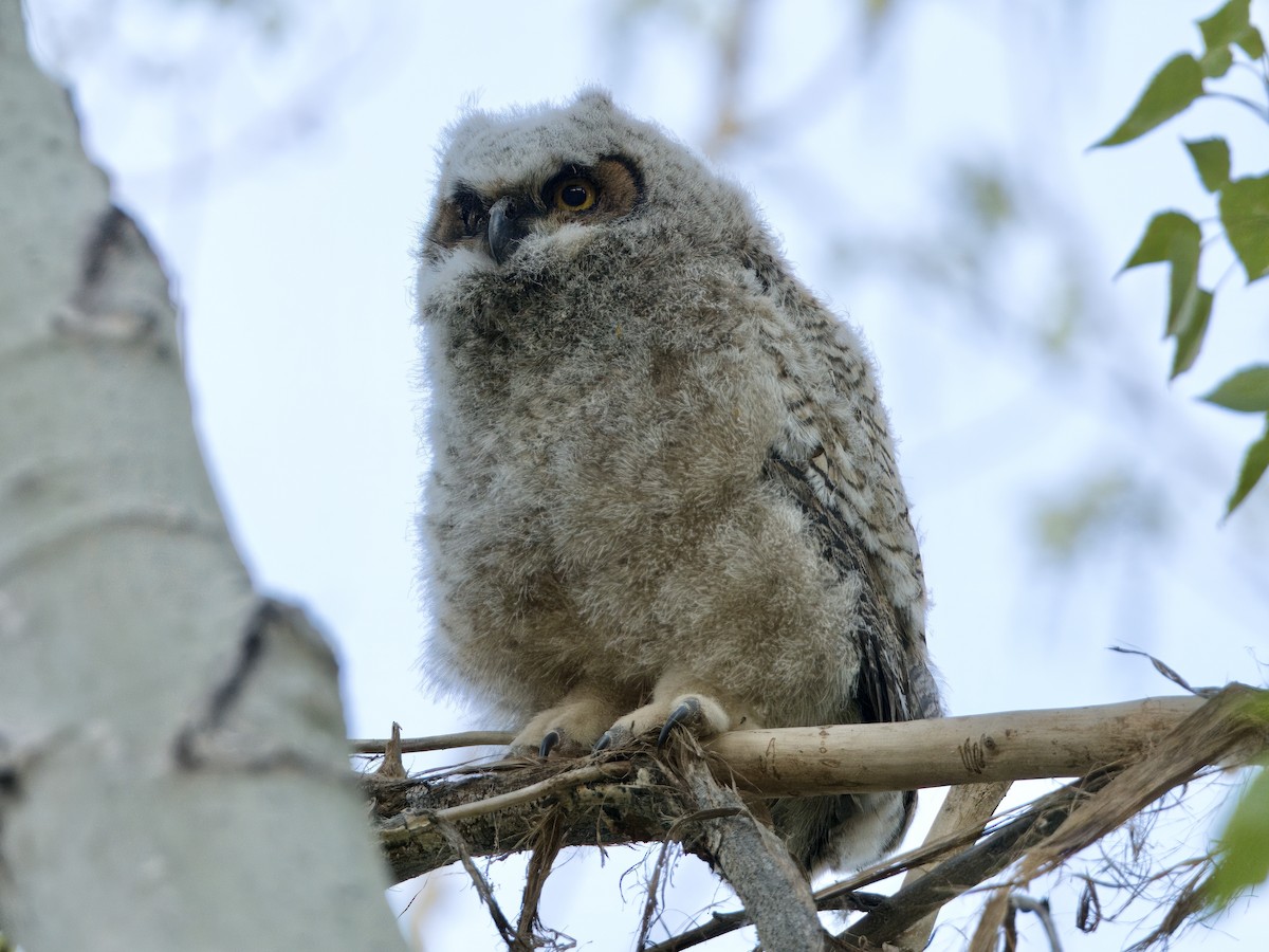 Great Horned Owl - ML618636518