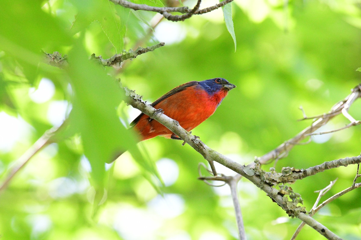 Painted Bunting - ML618636545