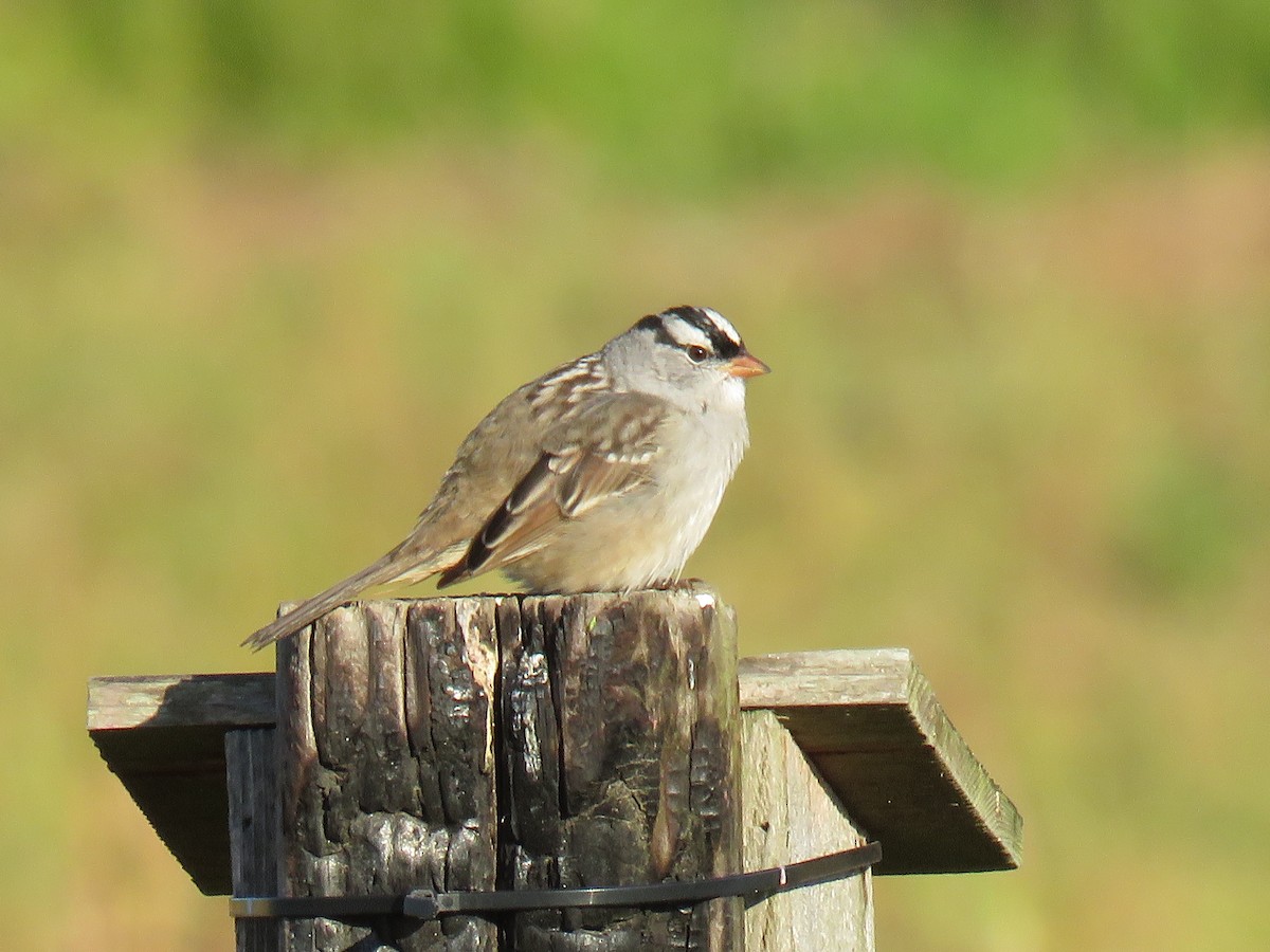 White-crowned Sparrow - ML618636546