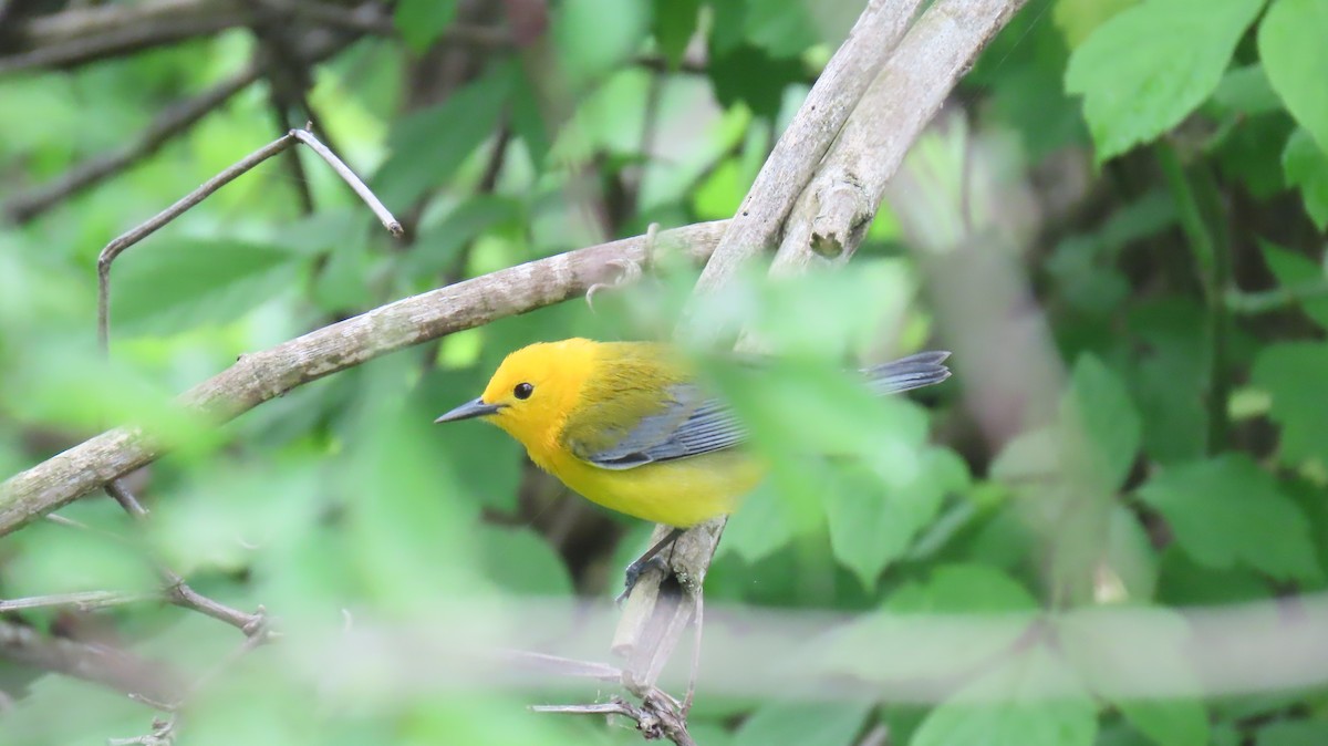 Prothonotary Warbler - ML618636557
