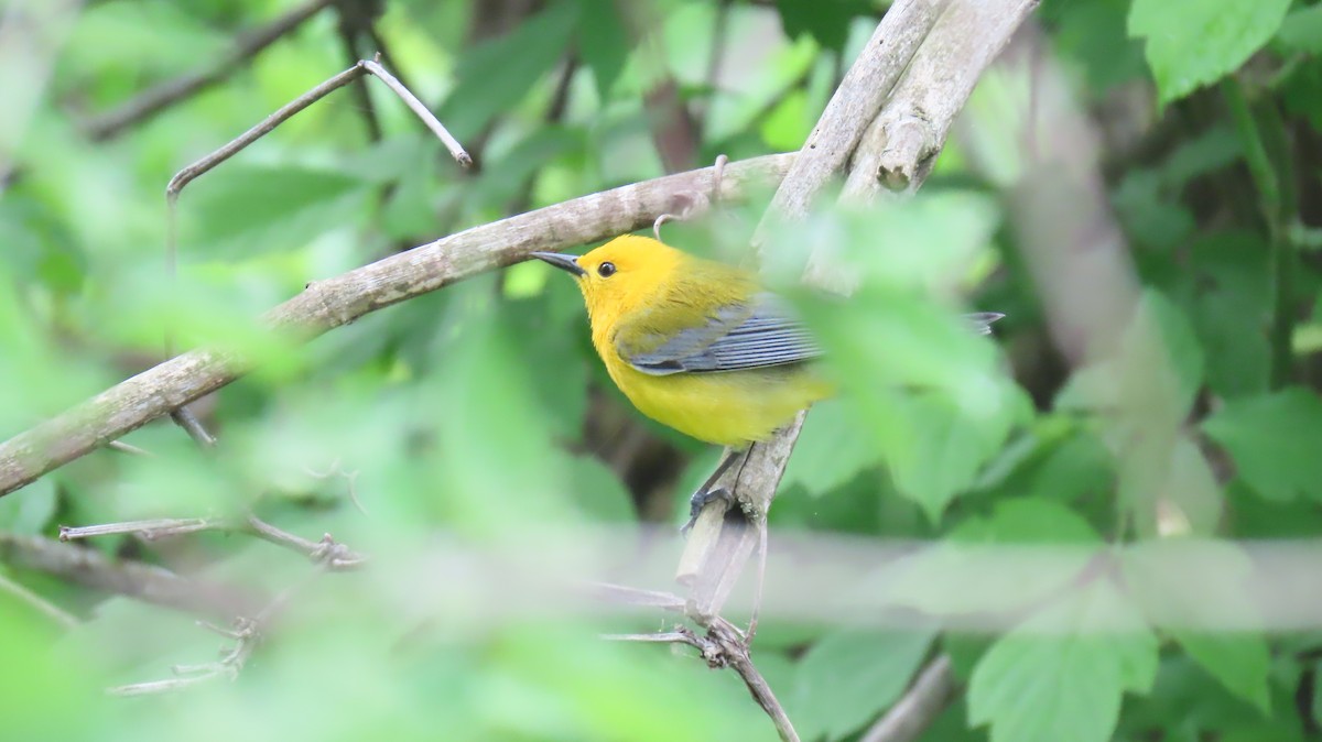 Prothonotary Warbler - ML618636558