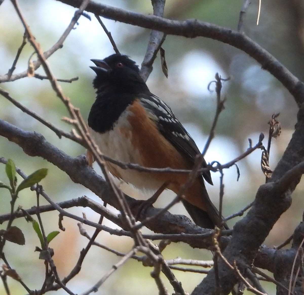 Spotted Towhee - ML618636572