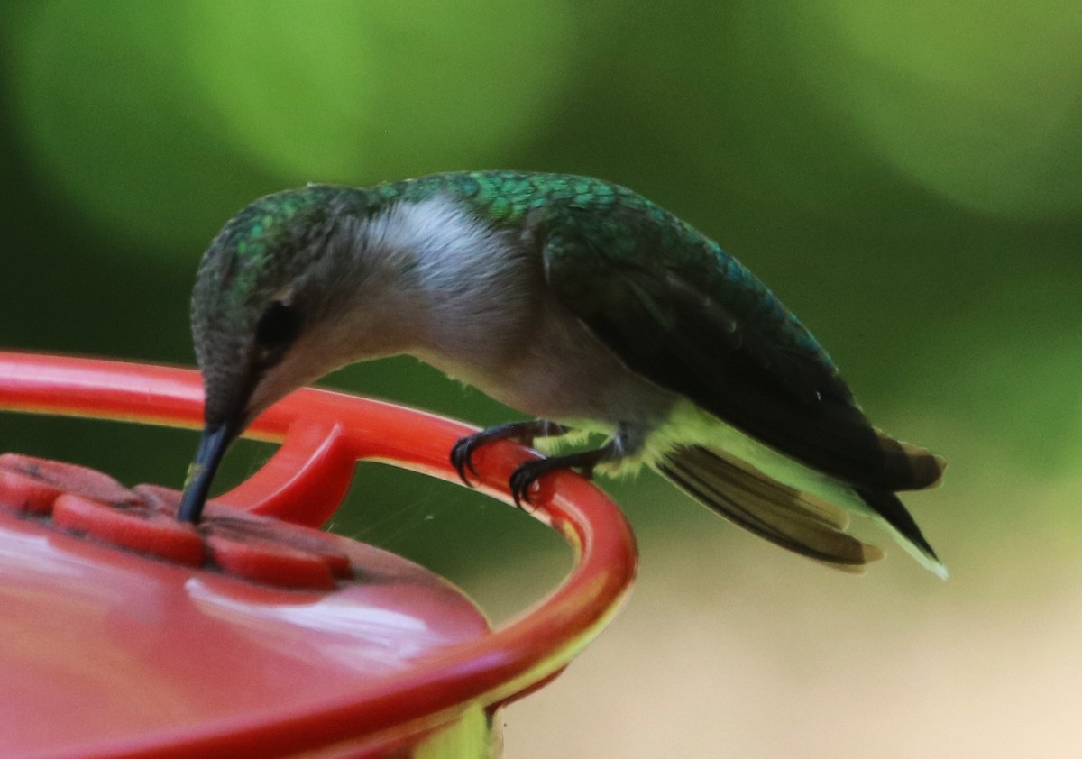 Ruby-throated Hummingbird - ML618636613