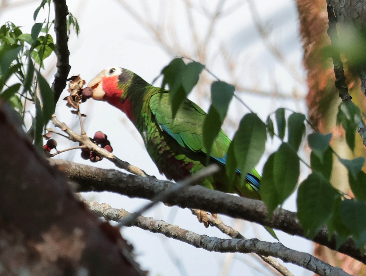 Cuban Parrot (Cuban) - ML618636616
