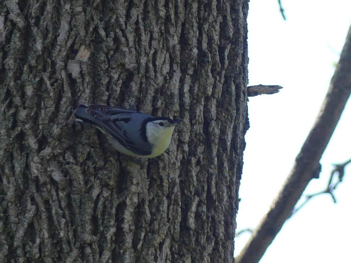 White-breasted Nuthatch - ML618636648