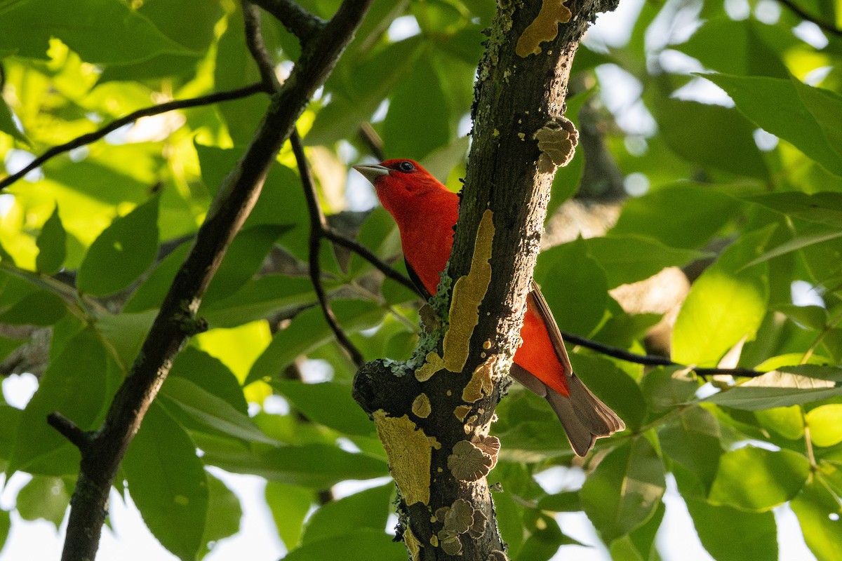 Scarlet Tanager - ML618636661