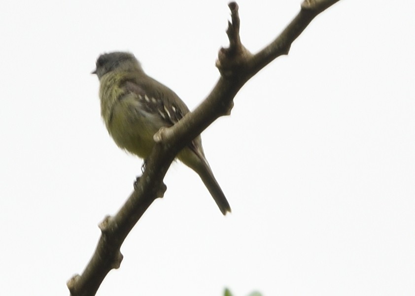 Yellow-crowned Tyrannulet - ML618636730