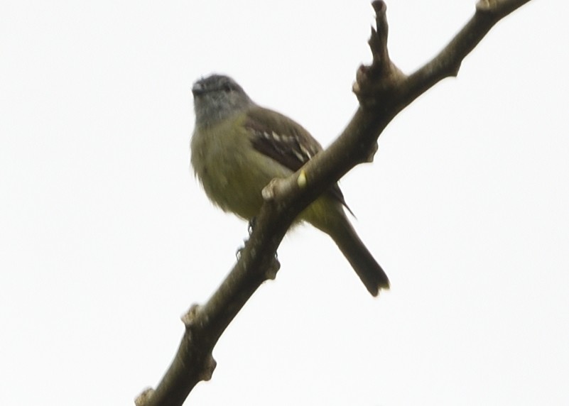 Yellow-crowned Tyrannulet - ML618636731