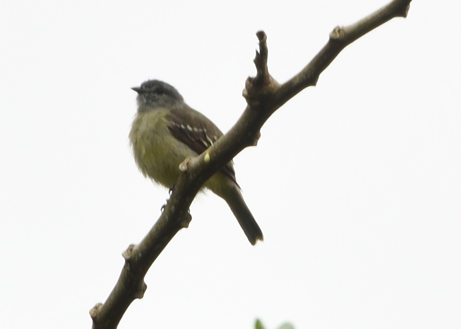 Yellow-crowned Tyrannulet - ML618636732