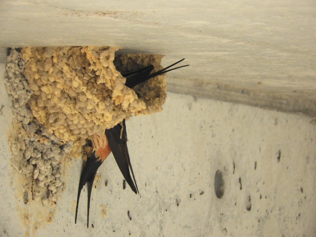 Red-rumped Swallow - ML618636769