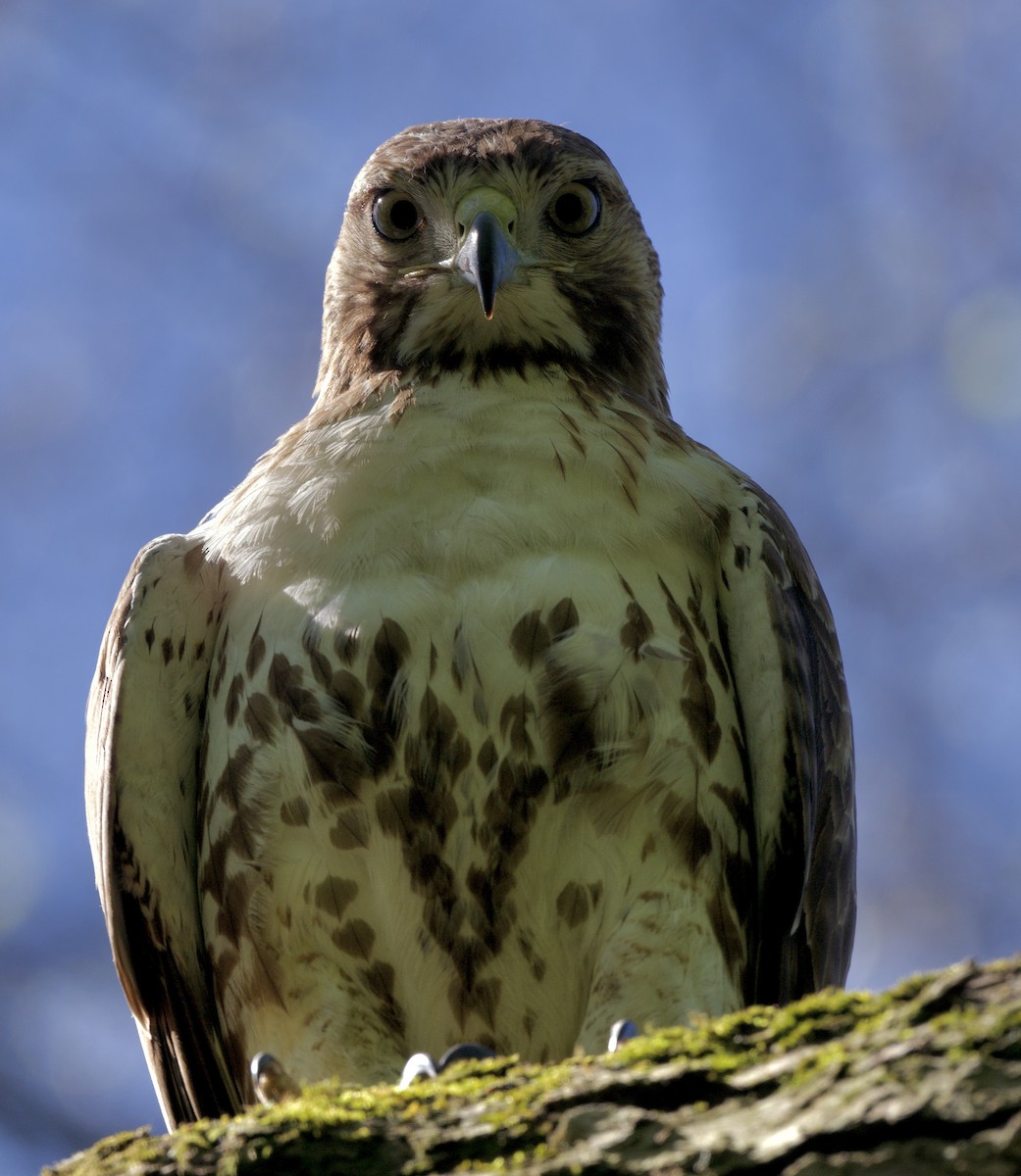 Red-tailed Hawk - ML618636811