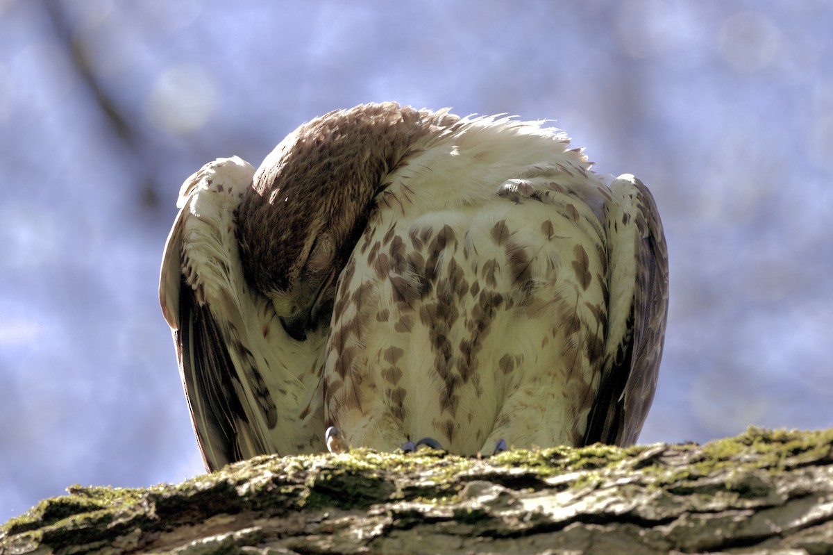 Red-tailed Hawk - ML618636814