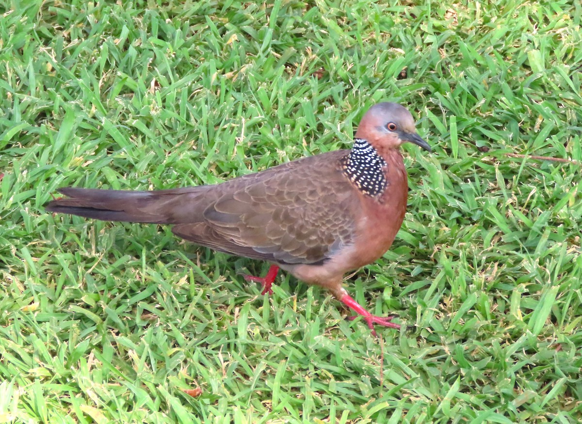 Spotted Dove - ML618636859