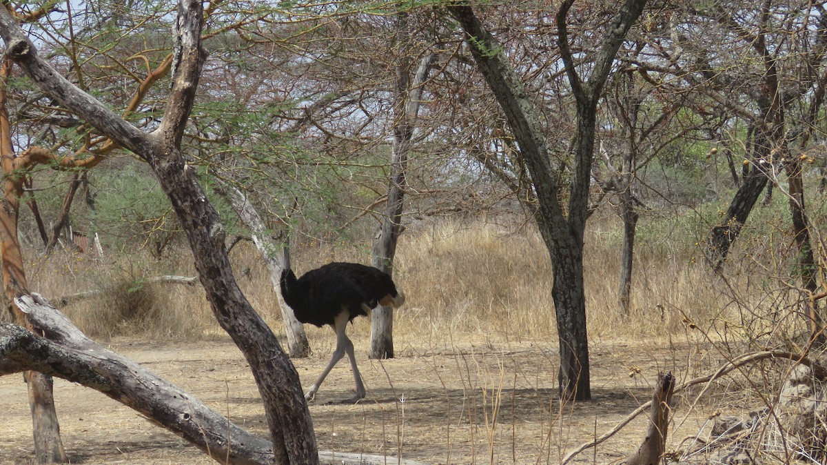 Somali Ostrich - ML618636869