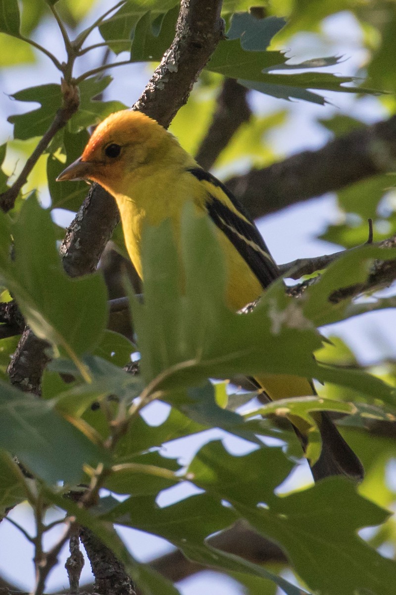 Western Tanager - ML618636890