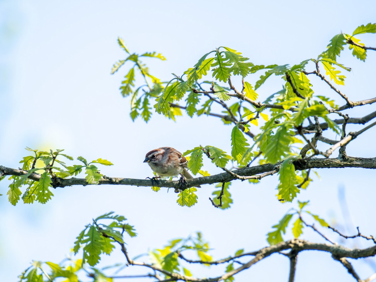 American Tree Sparrow - ML618636914