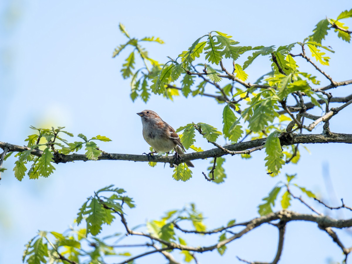 American Tree Sparrow - ML618636915