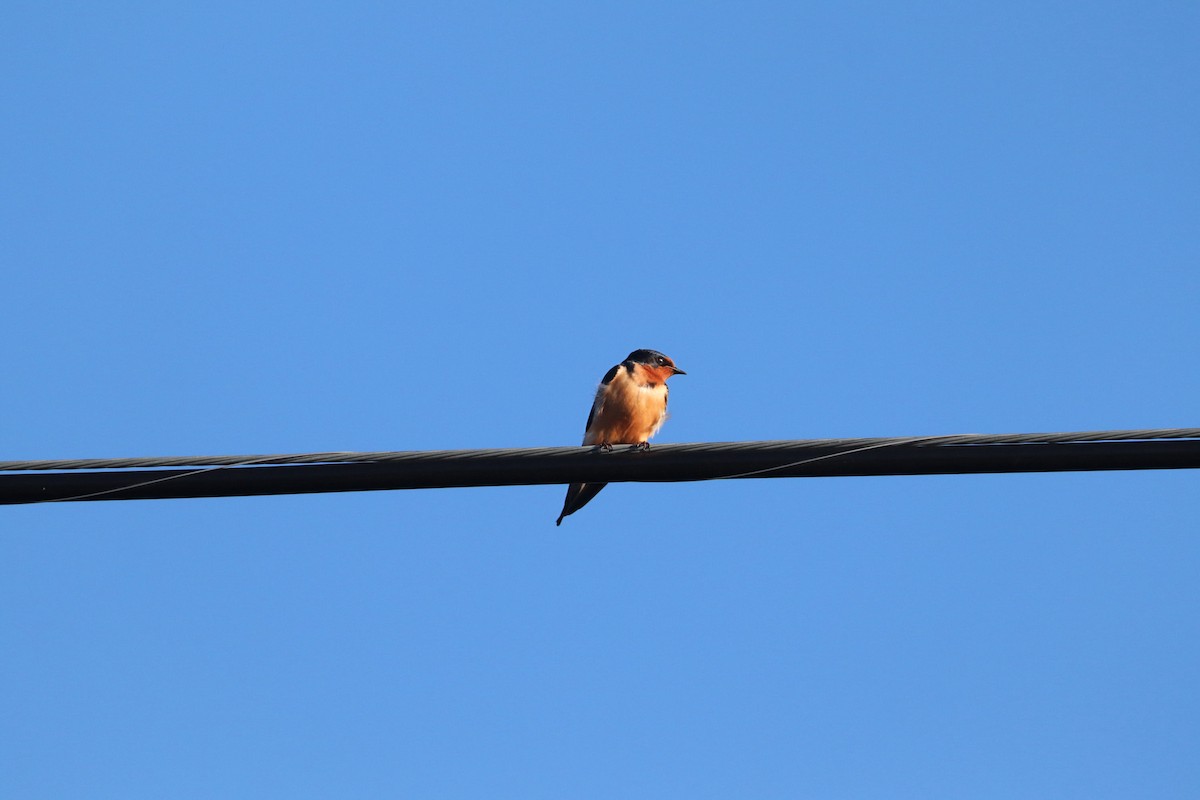 Barn Swallow (American) - ML618636969