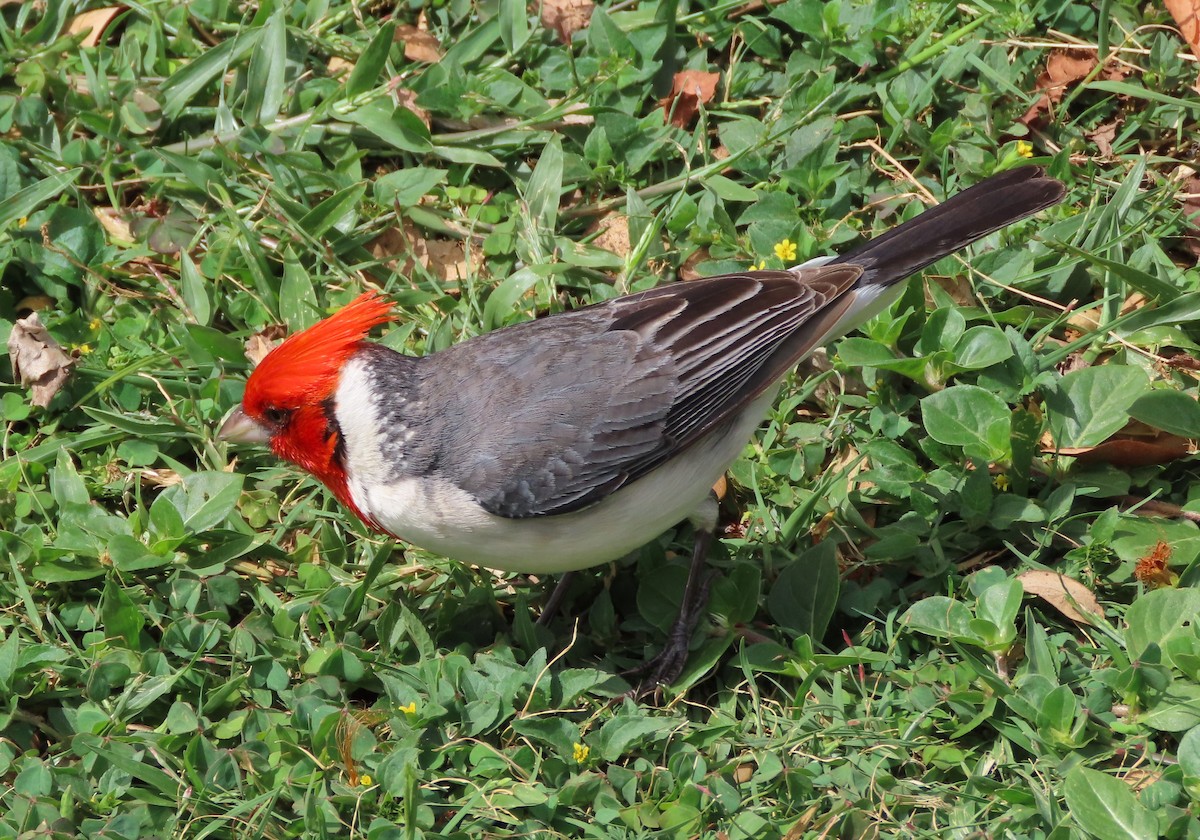 Red-crested Cardinal - ML618637023