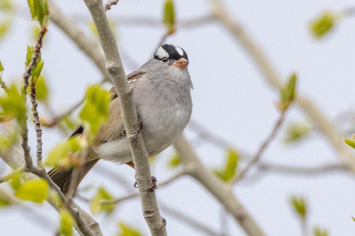 White-crowned Sparrow - ML618637026