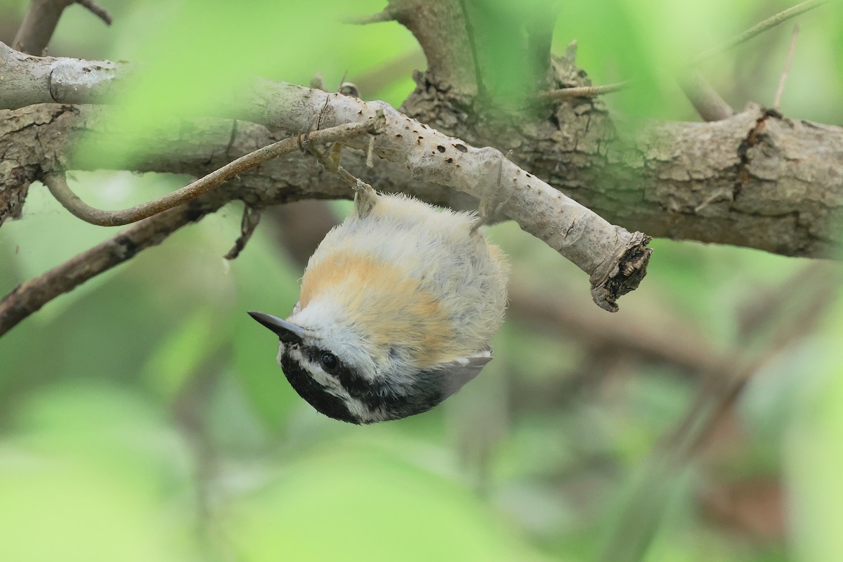 Red-breasted Nuthatch - ML618637030