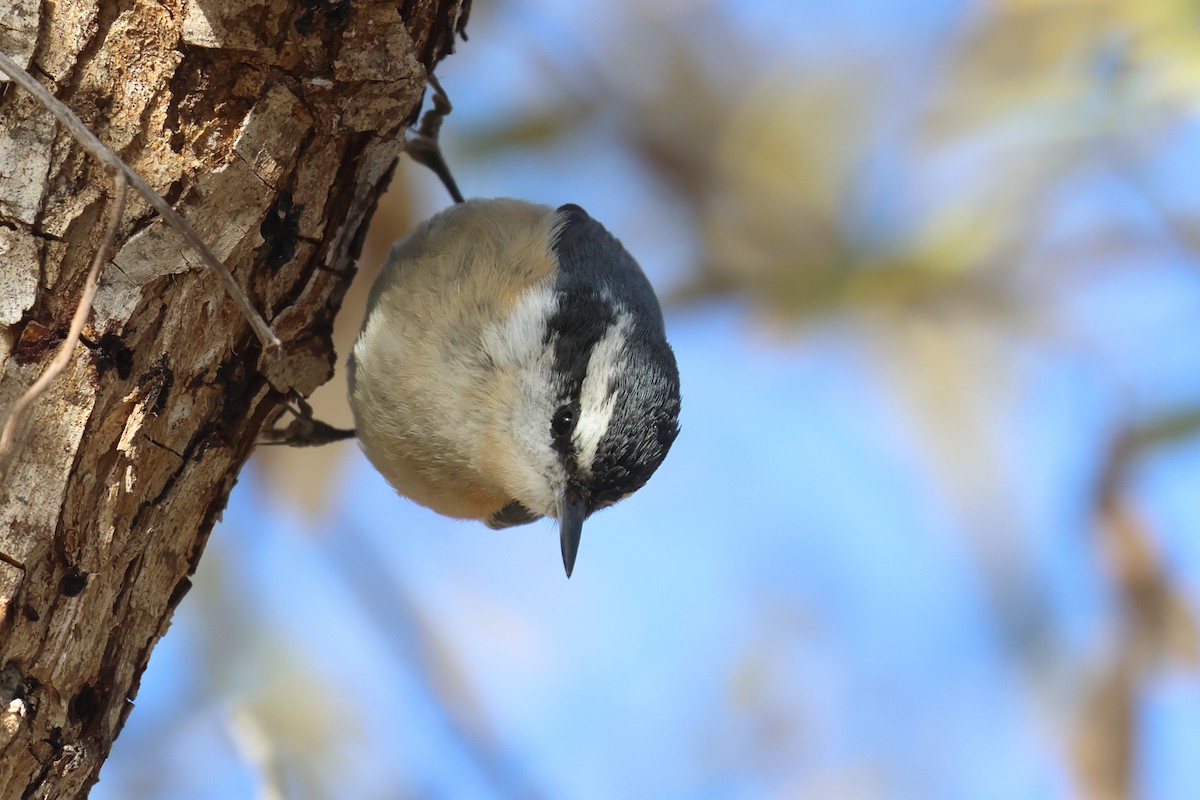 Red-breasted Nuthatch - ML618637036