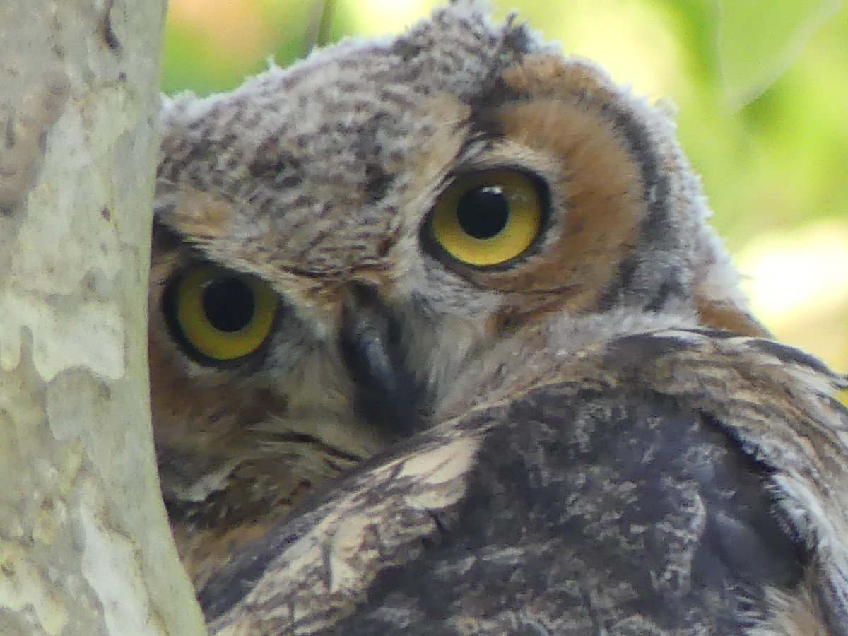 Great Horned Owl - ML618637061