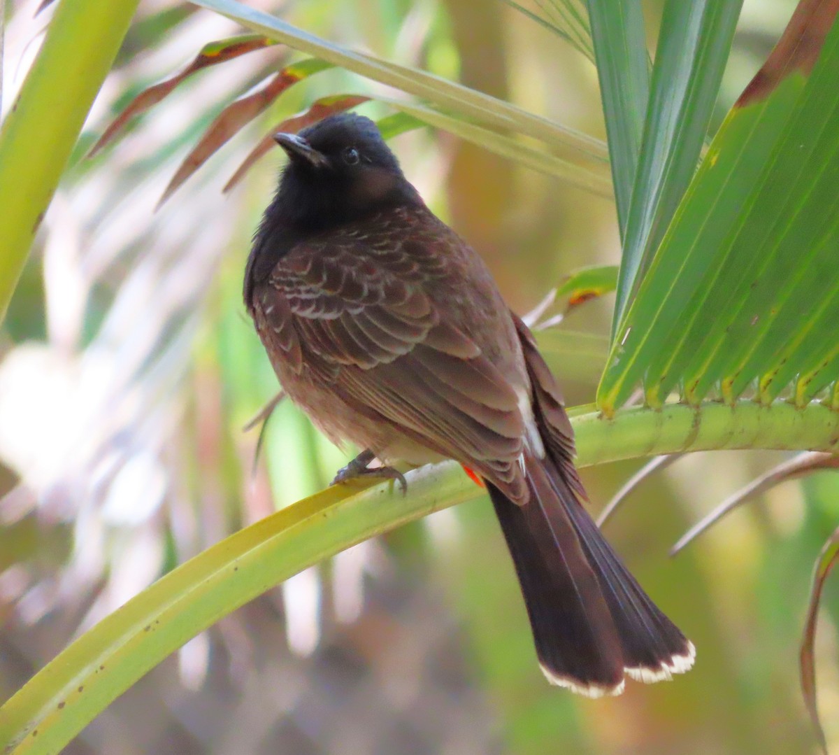 Red-vented Bulbul - ML618637063