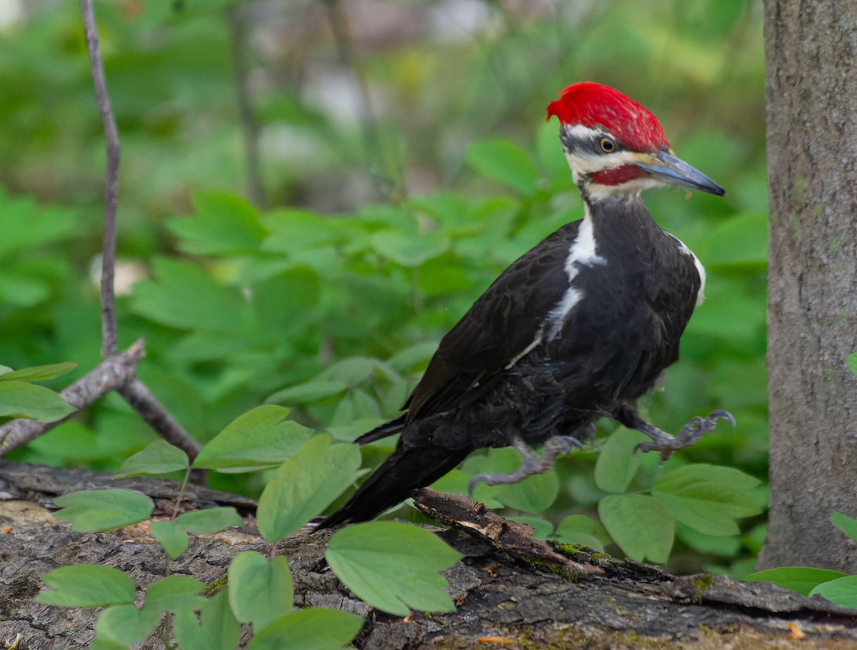 Pileated Woodpecker - ML618637118