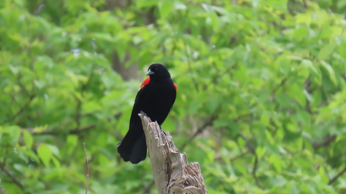 Red-winged Blackbird - ML618637123