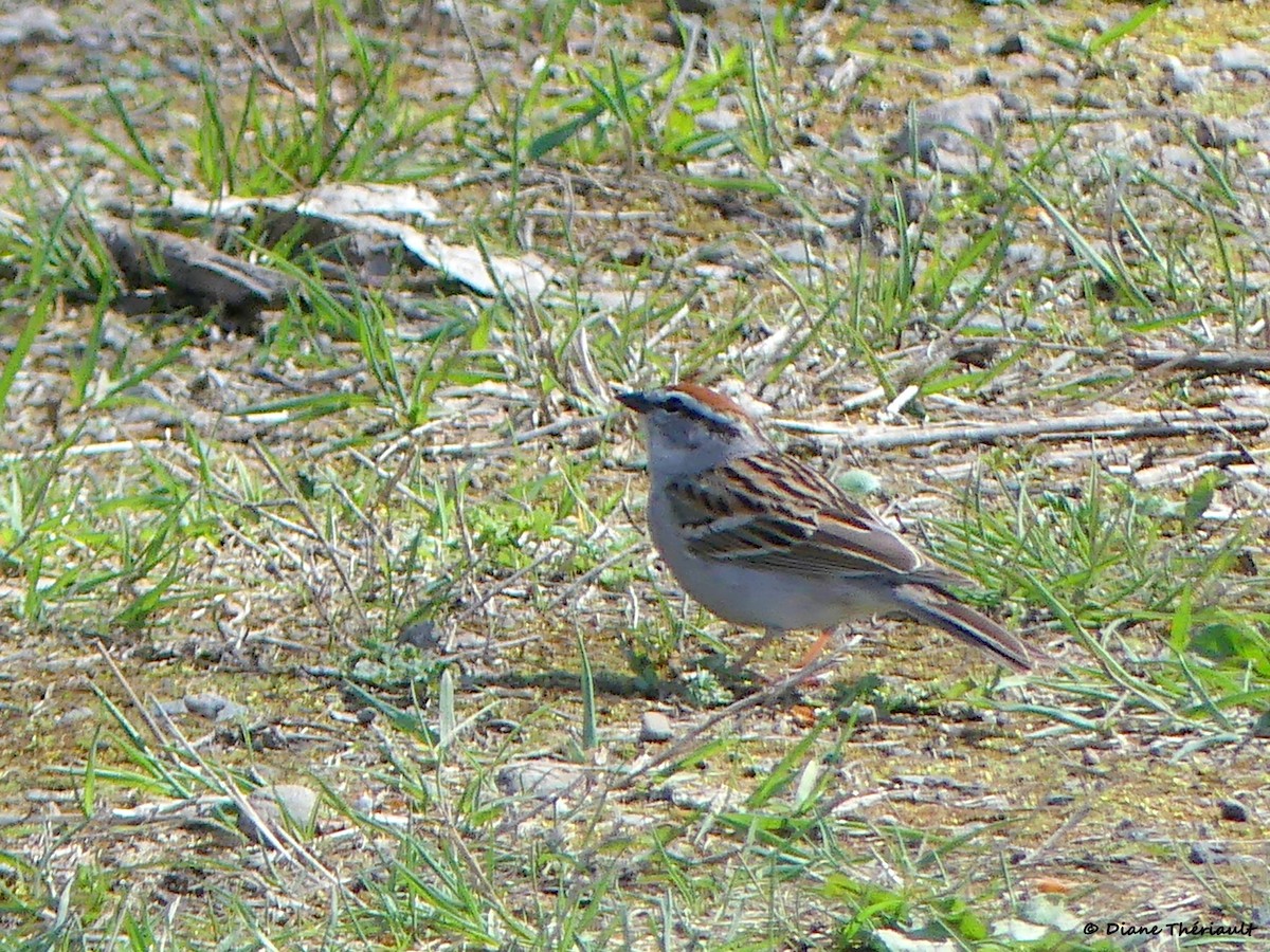 Chipping Sparrow - ML618637136
