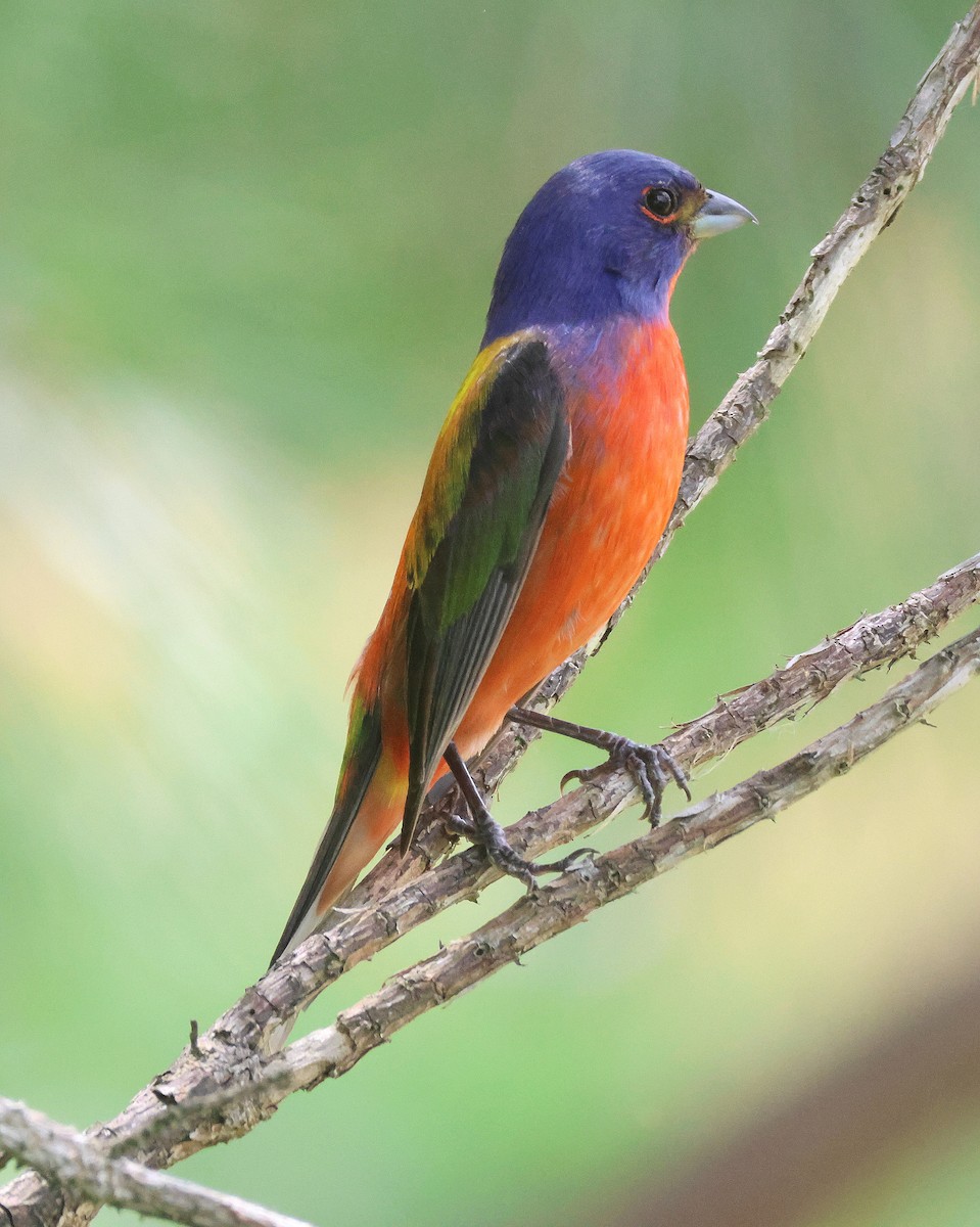 Painted Bunting - ML618637159