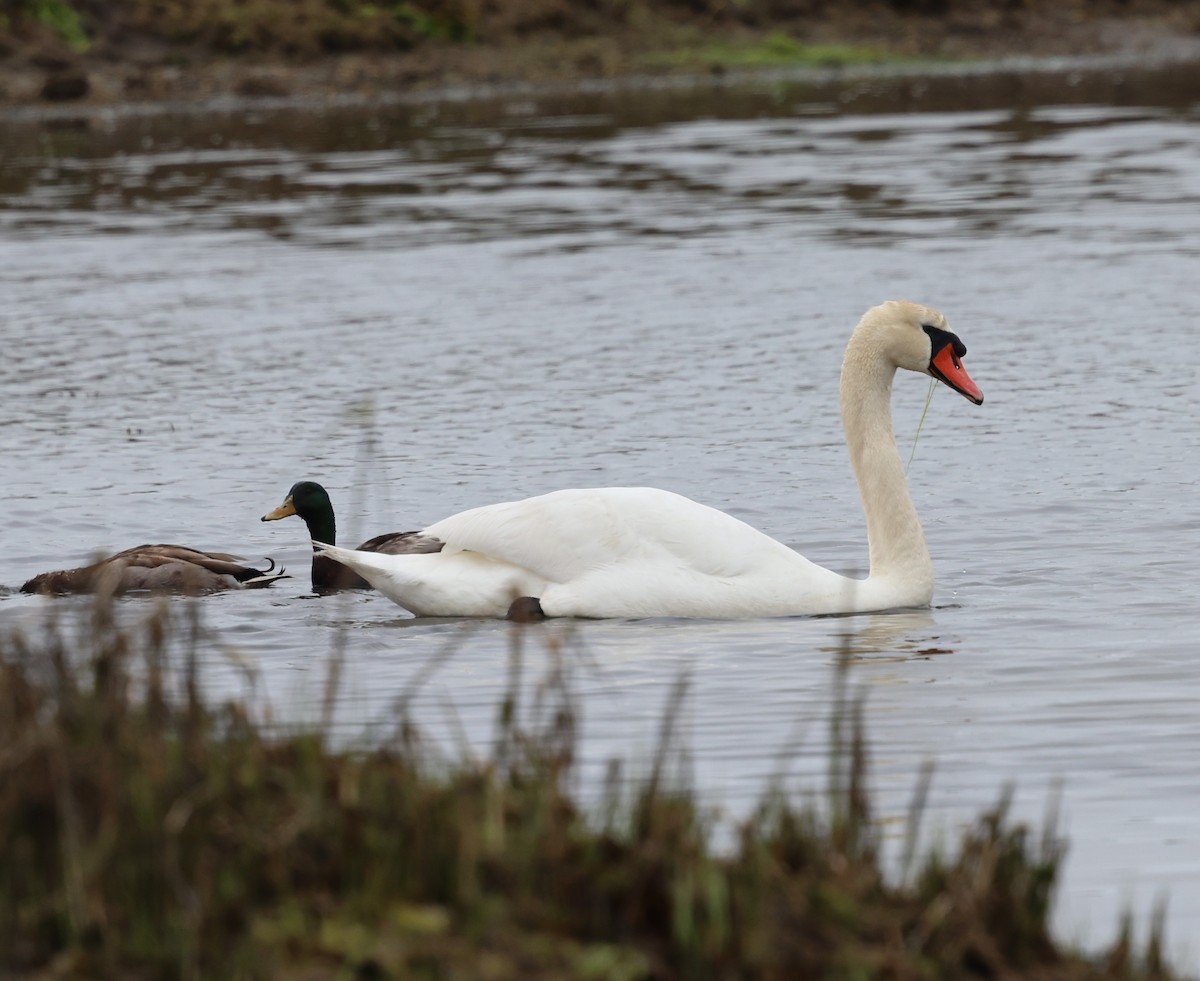 Mute Swan - burton balkind
