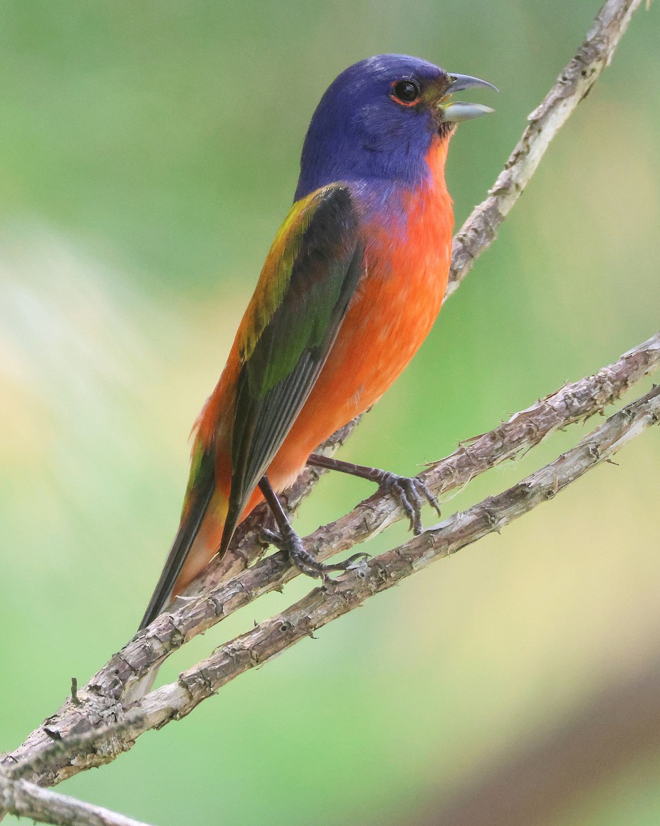 Painted Bunting - ML618637166