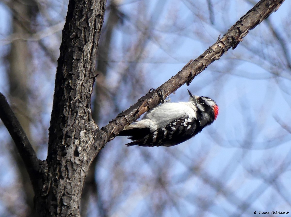Downy Woodpecker - ML618637213