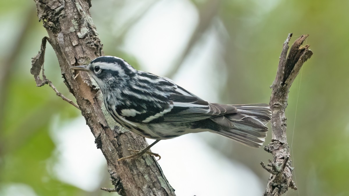 Black-and-white Warbler - ML618637242