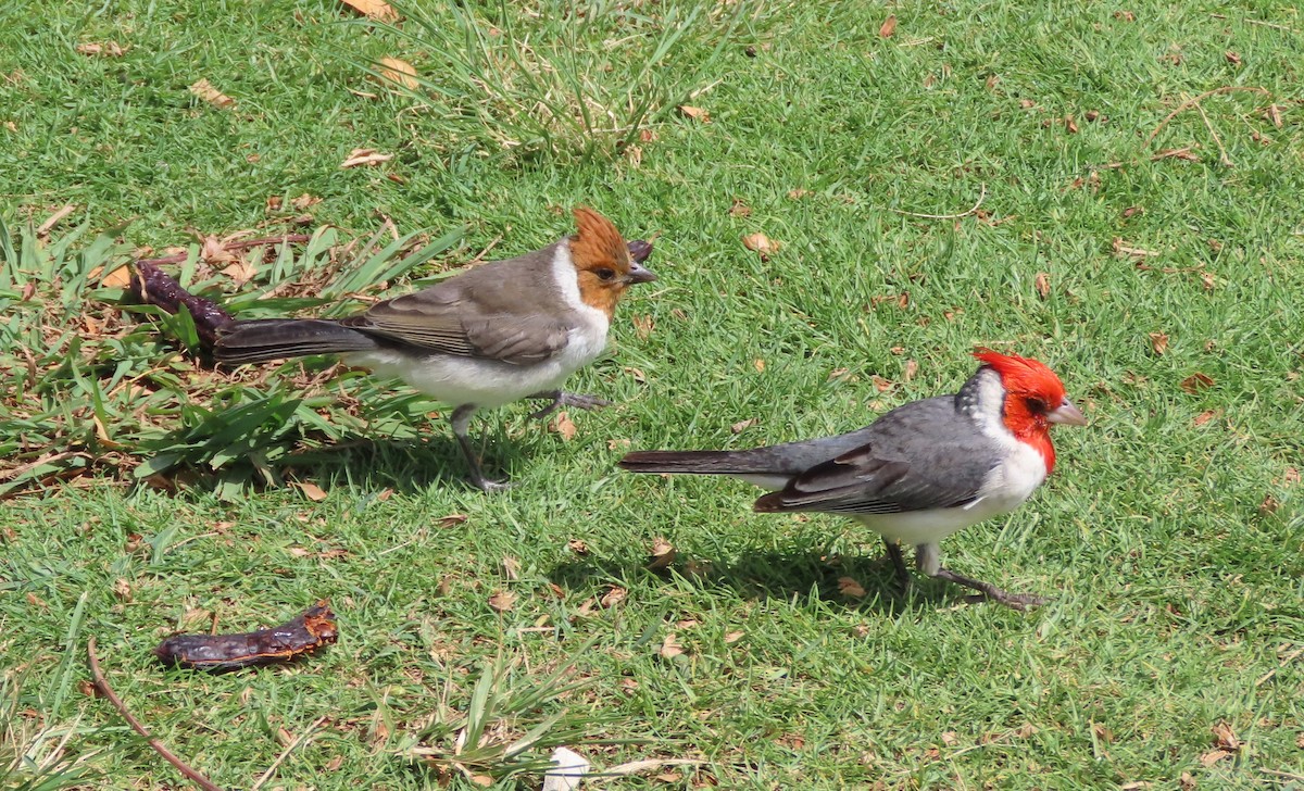 Red-crested Cardinal - ML618637254