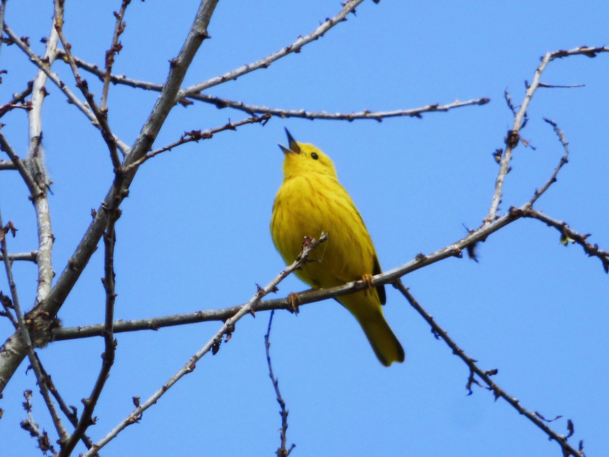 Yellow Warbler - ML618637317