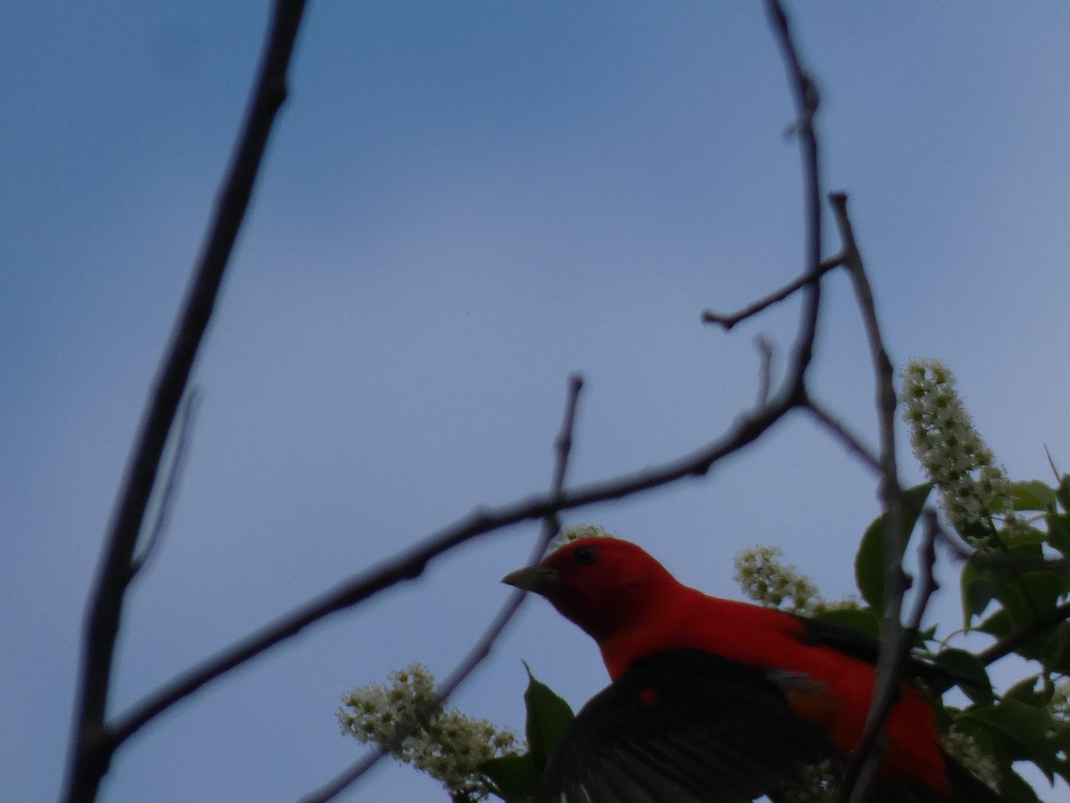 Scarlet Tanager - ML618637327