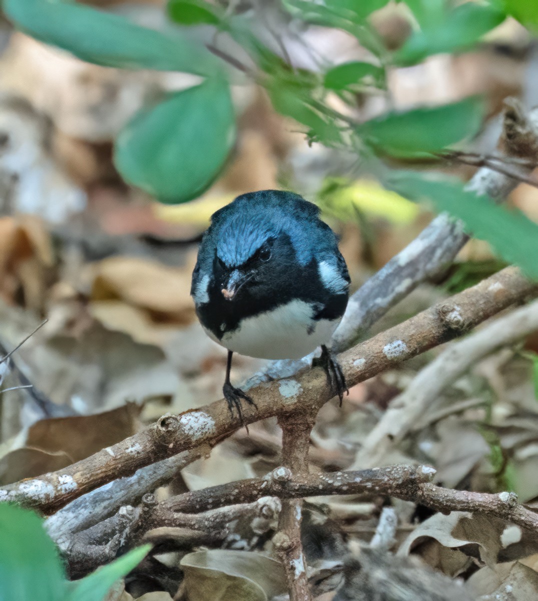 Black-throated Blue Warbler - ML618637344