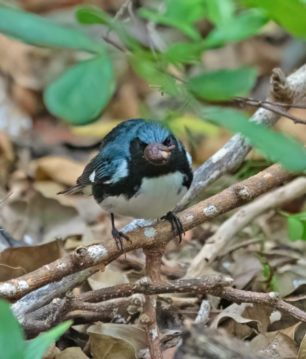 Black-throated Blue Warbler - ML618637345