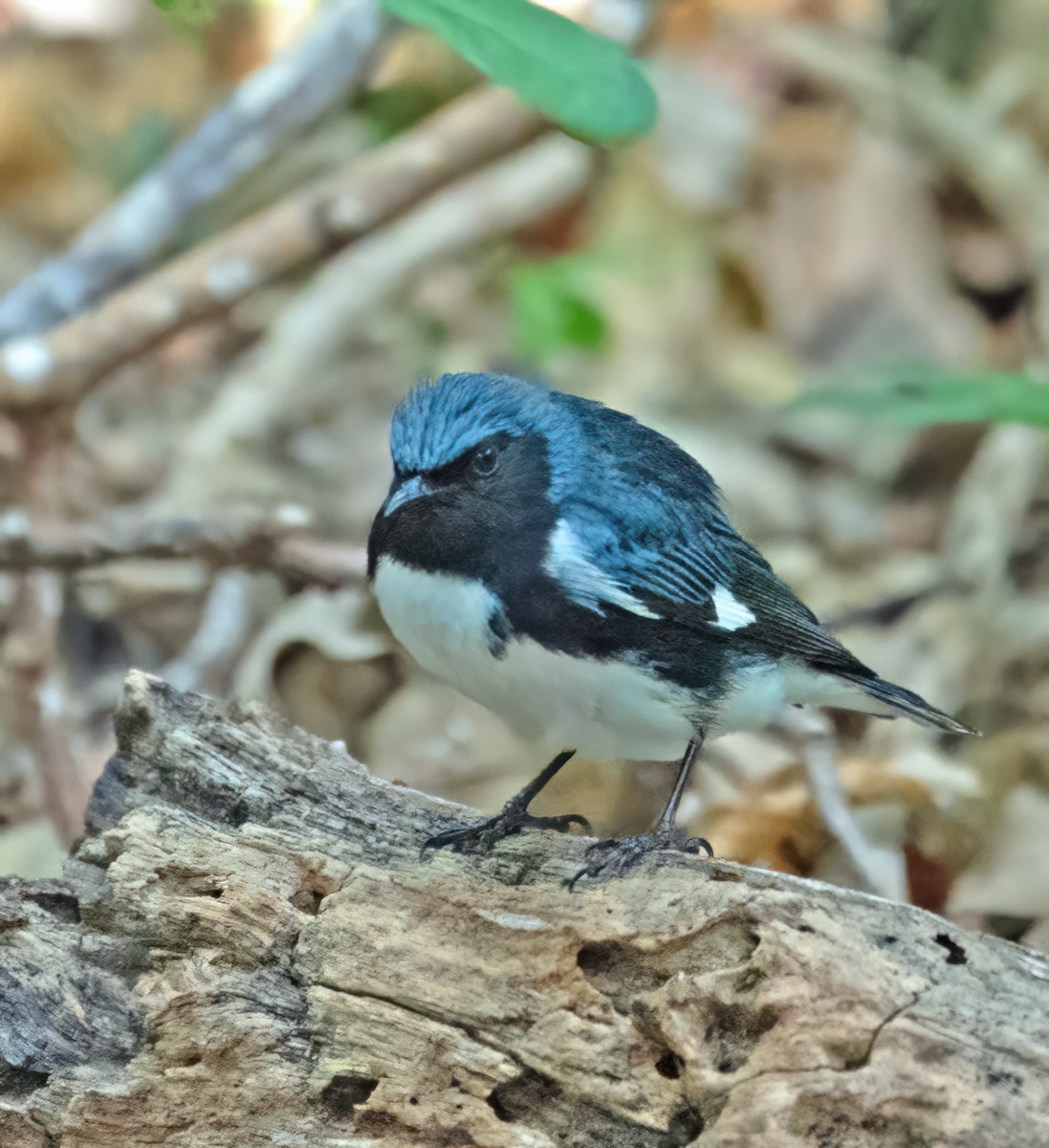 Black-throated Blue Warbler - ML618637348