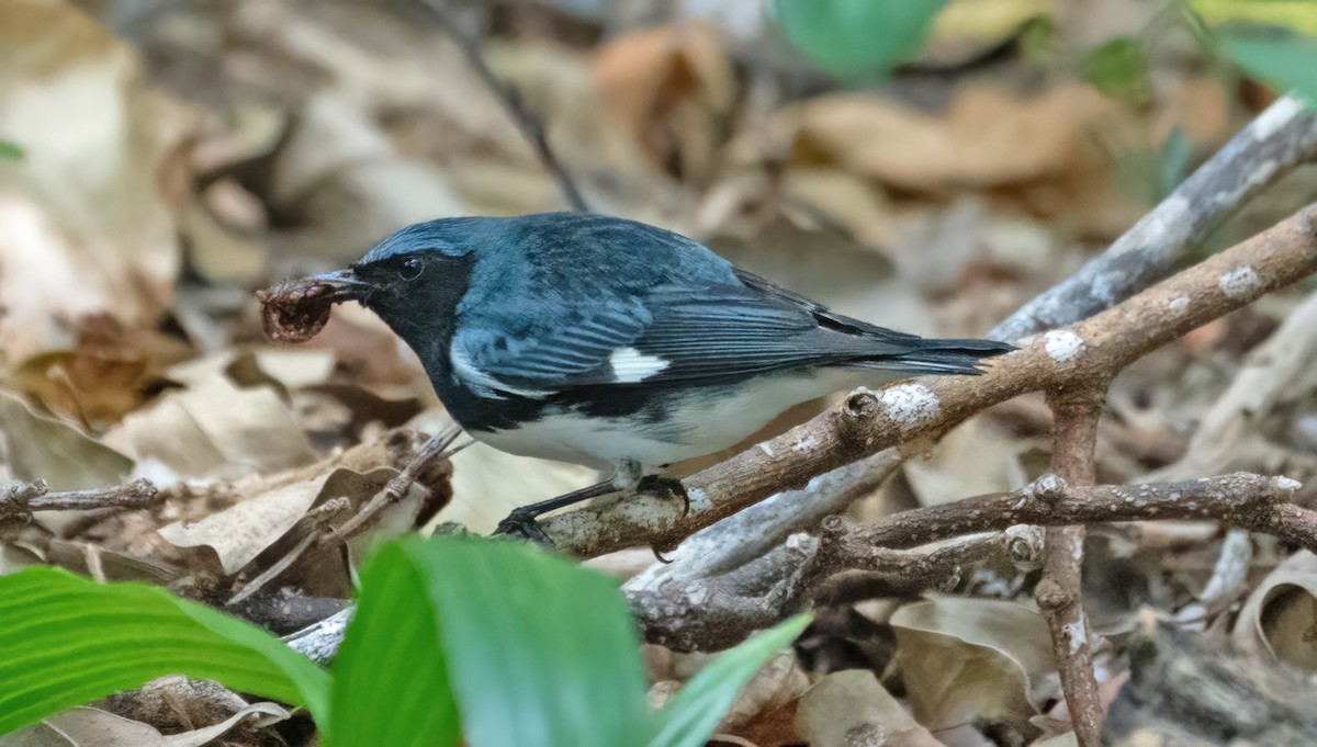 Black-throated Blue Warbler - ML618637351