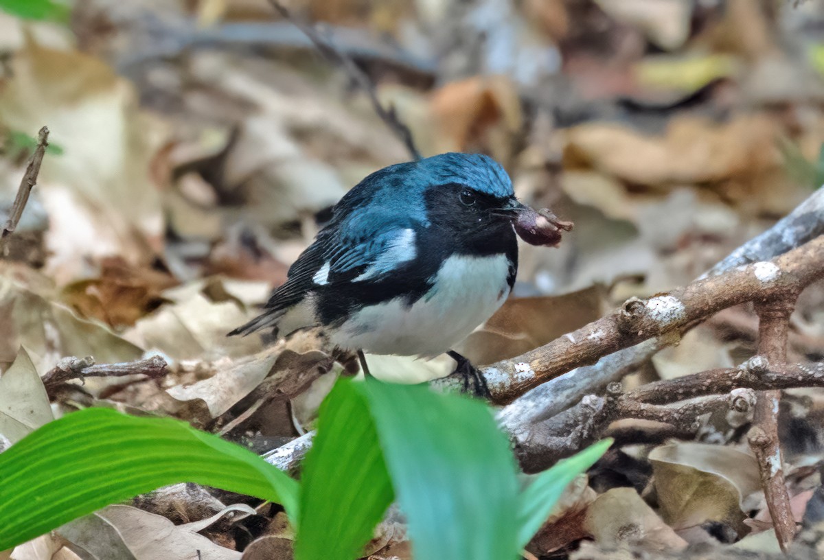 Black-throated Blue Warbler - ML618637352