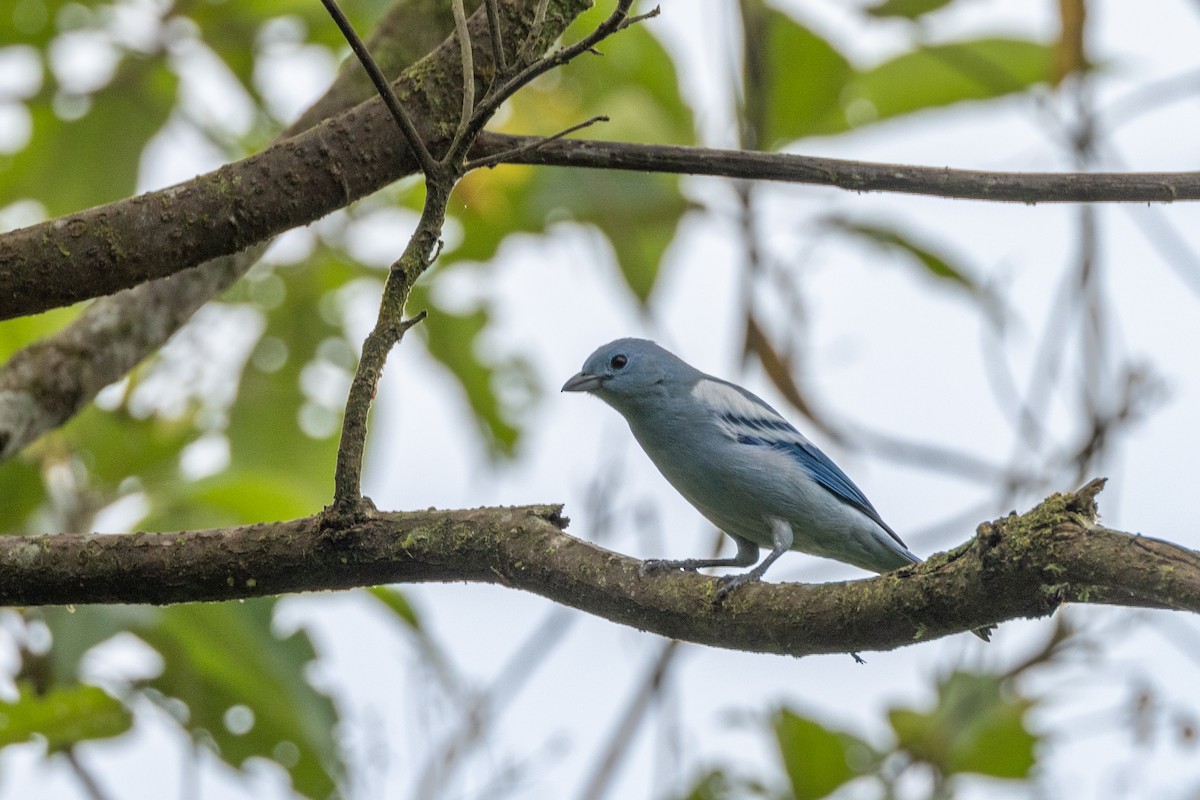 Blue-gray Tanager - ML618637358
