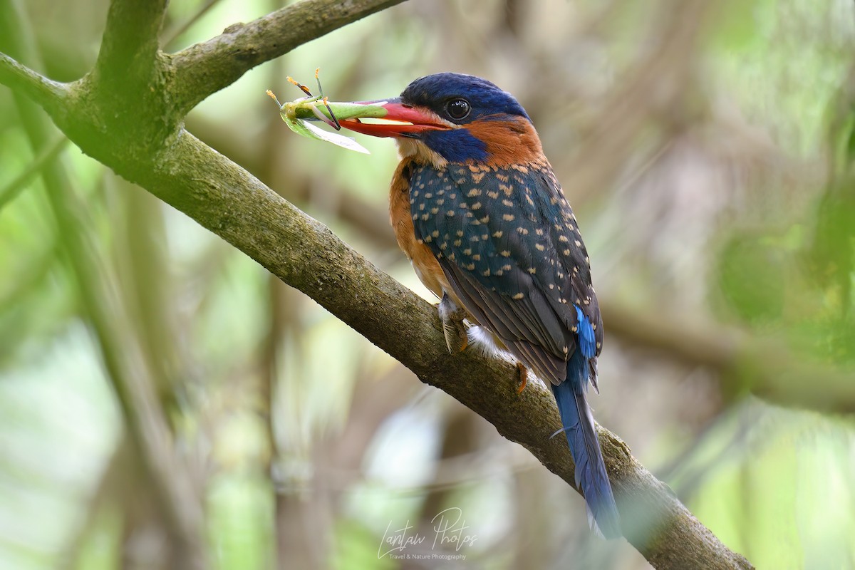 Blue-capped Kingfisher - ML618637413