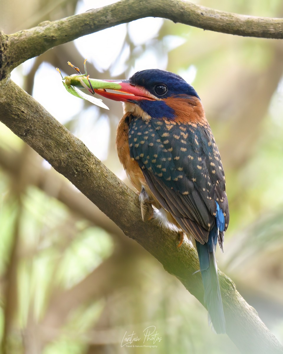 Blue-capped Kingfisher - ML618637414